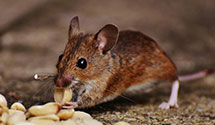 24 Hour & Emergency Exterminators in Stamey Branch, NC
